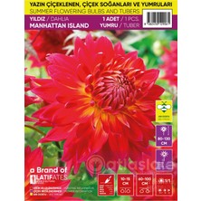 1 Adet Dahlia / Dalya / Yıldız Yumrusu - Manhattan Island