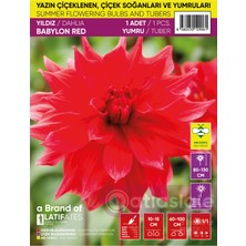 1 Adet Dahlia / Dalya / Yıldız Yumrusu - Babylon Red