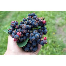 Saskaton (Saskatoon Berry) Fidanı – 3 Adet Canlı Meyve Fidanı