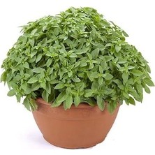 Aksaray Tohumculuk Top Reyhan Tohumu 300 Adet Tohum