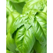 Pinaper Seed Yeşil Fesleğen Tohumu 300 Adet Tohum