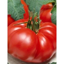 Aksaray Tohumculuk Marmande Domates Tohumu 1 gr Domates