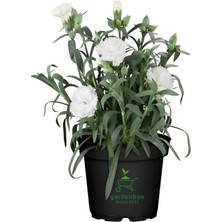 Garden Box Yoğun Kokulu Bodur Karanfil Çiçeği 1 Adet Saksılı 15 - 25 cm