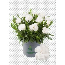 Garden Box Bodur Karanfil Çiçeği Beyaz Renk 15 - 25 cm Saksılı Yeni Sezon Ürün