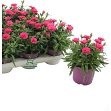 Garden Box Yeni Sezon Dolgun Çiçekli Karanfil Çiçeği Pembe Renk 1 Adet Saksılı 15 - 25 cm