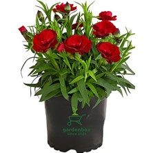 Garden Box Kokulu Kırmızı Karanfil Çiçeği Bodur Cins Red Dianthus 1 Adet Saksılı 15 - 25 cm