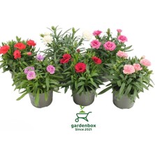 Avantajlı Fiyata 6 Adet Rengarenk Kokulu Karanfil Çiçeği 15-30CM Bodur Cins