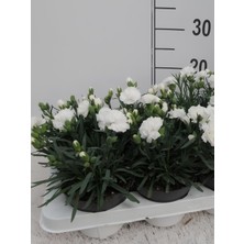 Bitkim Sende Formlu Beyaz Renk Karanfil Çiçeği 1 Adet 15-25CM White Dianthus