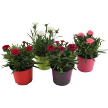 Farklı Renklerde Rengarenk Karanfil Çiçeği 4 Adet Saksılı Avantajlı Ürün 15-25CM