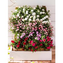 Bitkim Sende Kokulu Rengarenk Karanfil Çiçeği Saksılı Istenilen Renk 1 Adet 15-25CM