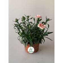 Bitkim Sende Yoğun Kokulu Krem Karanfil Çiçeği Bodur Cins 1 Adet Saksılı 15-25CM