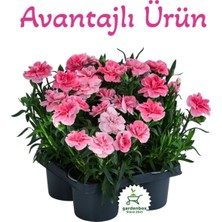 Avantajlı Ürün 4 Adet Saksılı Pembe Renk Karanfil Çiçeği 15-25CM Pink Dianthus