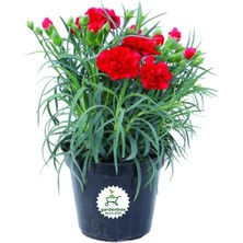 Bitkim Sende Dolgun Formlu Kırmızı Renk Karanfil Çiçeği 1 Adet 15-25CM Red Dianthus