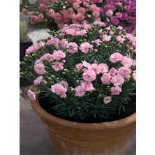 Bitkim Sende Yoğun Kokulu Şeker Pembe Karanfil Çiçeği Bodur Tür 15-25CM Pink Dianthus