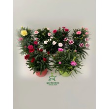 Avantajlı 4 Adet Karanfil Çiçeği Saksılı Bodur Tüs Mis Kokulu 15-25CM