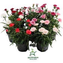 Rengarenk Kokulu Bodur Karanfil Çiçeği 4 Adet Avantajlı Ürün Yeni Sezon