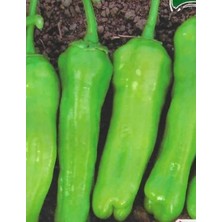 Pinaper Seed Üç Burun Biber Tohumu 10 gr Tohum