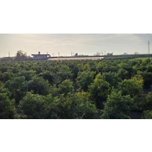 Çukurova Avokado -Hass Avokado 6 kg