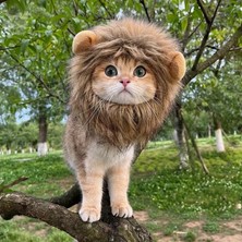 Kedi Kostümü Aslan Yelesi
