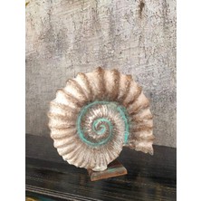 Dodemert Home Kaideli Deniz Kabuğu Polyester Dekoratif Biblo 30  x  30  cm