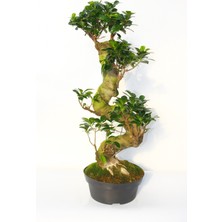 TNC Garden Groups Ficus Bonsai S Form 60 -80 cm