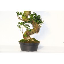 TNC Garden Groups Ficus Bonsai S Form 60 -80 cm