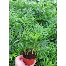 TNC Garden Groups Areka Palmiyesi 20-25 cm