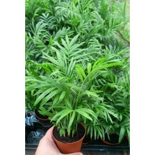 TNC Garden Groups Areka Palmiyesi 20-25 cm