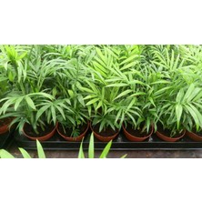 TNC Garden Groups Areka Palmiyesi 20-25 cm