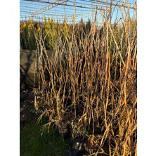 2 Adet Antep Fıstığı Fidanı 2 Yaş Kalın Gövde 90-100 cm