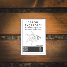 Ağaç Tohumu - 5'li Japon Akçaağaçları Paketi