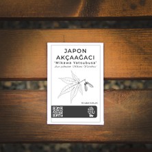 Ağaç Tohumu - 5'li Japon Akçaağaçları Paketi