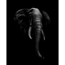 Elephant In Darkness Kanvas Tablo