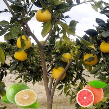 Köyceğiz Organik Kırmızı Greyfurt