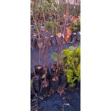 Fidanköy Kestane Fidanı Doğal Orman Kestanesi