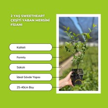 Fidan Sepetim 10 Adet Sweetheart Çeşiti Yaban Mersini Fidanı Paketi