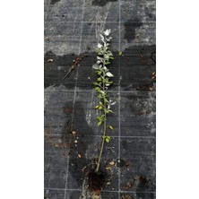 Fidancıyız Tüplü Akkavak Populus Alba Ağacı Fidanı