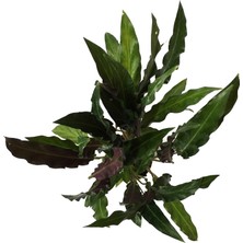 Betonish Calathea Rufibarba (Dua Çiçeği)