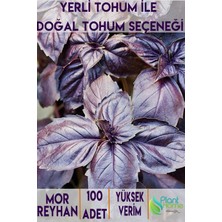 100 Adet Mor Reyhan Tohumu - Yerli Ürün - Kolay Yetiştirilebilir Bahçe ve Saksı Bitkisi