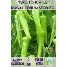 5 Gram Yalova Charleston Biber Tohumu - Yerli Ürün - Yemeklik ve Kızartmalık