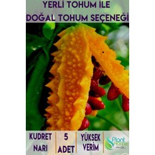 5 Adet Kudret Narı Tohumu – Doğal Şifa, Kolay Ekim ve Yüksek Verim Garantisi