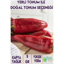 5 Gram Yağlık Kapya Biber Tohumu - Yerli Ürün - Salçalık ve Yemeklik