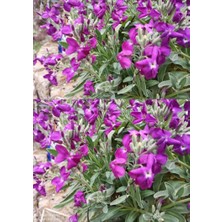 Mor Şebboy Tohumu 15 Adet