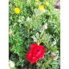 The Best Online Şakayık Bitkisi, Saksıda