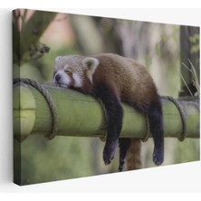 Kırmızı Panda Dekoratif Kanvas Tablo 1140