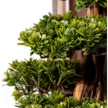 Timber Bonsai Tablaeu - 5 - Masif Ahşap Çerçeveli 3 Boyutlu Yapay Ağaç Tablosu 33X60 cm