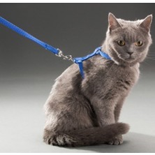 Home Pazar Kedi Tasması