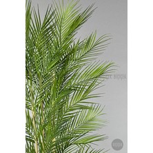 Biçiçek Yapay Areka Ağacı Palmiye Ağacı 33 Yapraklı Bambu Gövdeli Beyaz Kumsal Saksı Salon Çiçeği 150 cm