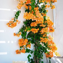 Fidancıyız 5 Adet Sarılıcı Tırmanıcı Saksılı Begonvil(Kırmızı.pempe .alyans.kavunici.mor)Üzeri Cicekli