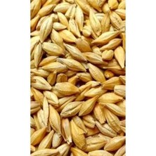 Arpa Naturel Yemlik 5 kg Tavuk Tavşan Kaz Yemi